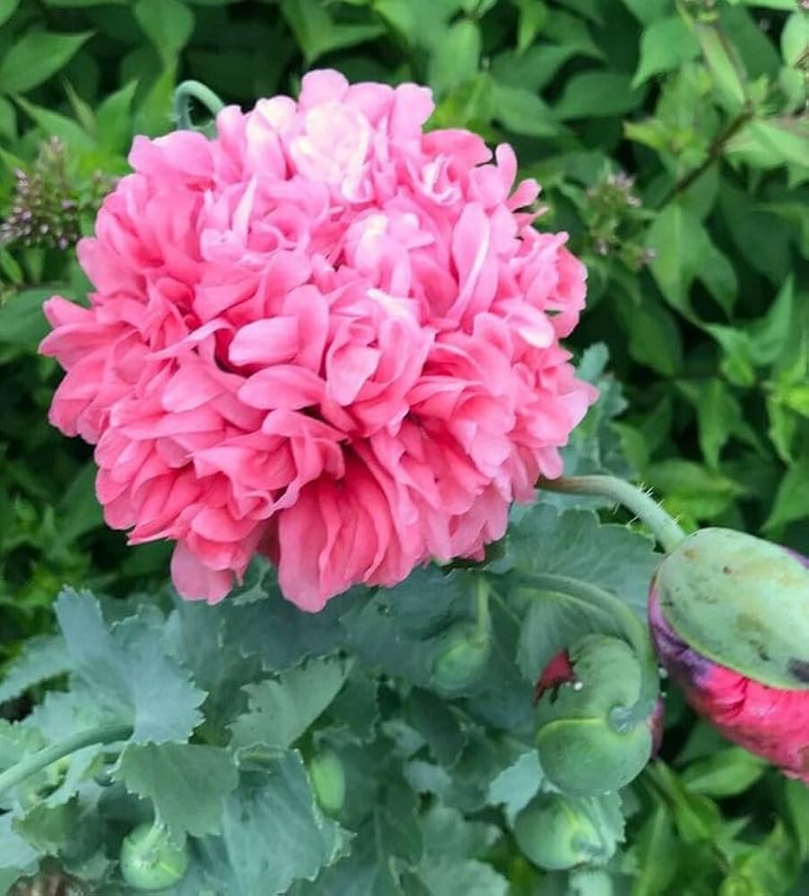 Pink Peony Poppy Large Bloom Flower - for planting in home garden